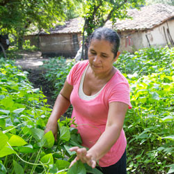 A smallholder farmer tends to her garden.
